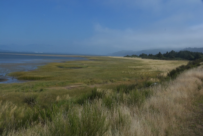 Overlooking the wetlands of Tillamook Bay at low tide